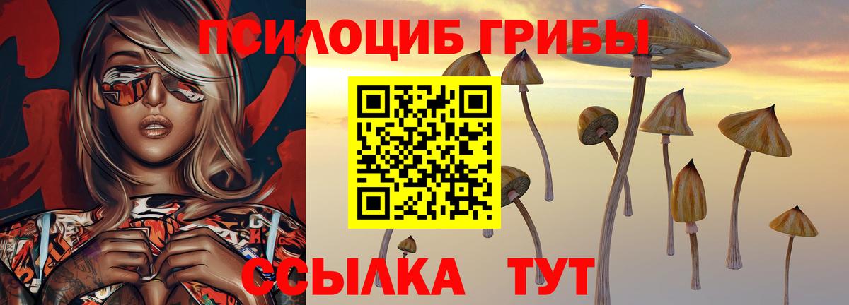 Псилоцибиновые грибы Psilocybe Печора